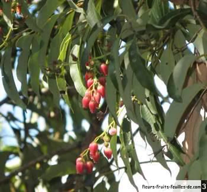 Feuillage et fruits rouges d'Agauria salicifolia