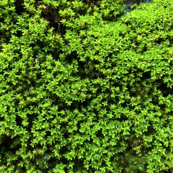 Mousse Bryum billardieri en tapis vert dense
