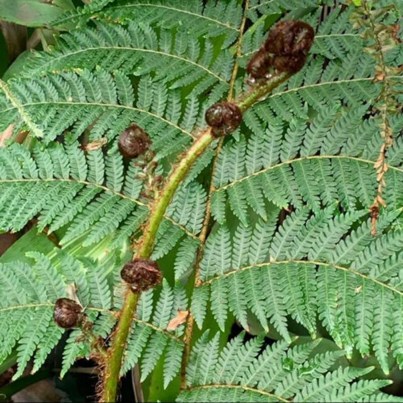 Jeune fronde enroulée de fougère arborescente Cyathea