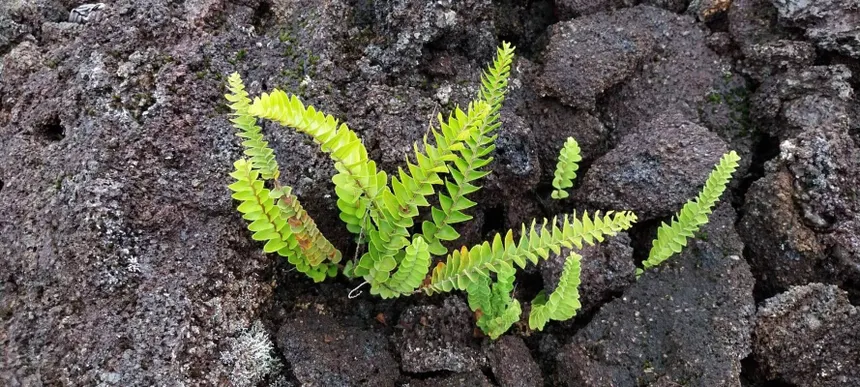 Fougère Nephrolepis abrupta poussant sur la roche volcanique