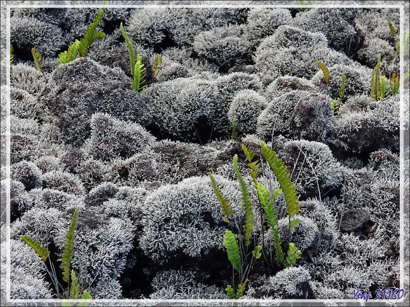 Lichen Stereocaulon vulcani en touffes grises sur lave noire